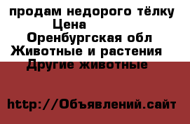 продам недорого тёлку › Цена ­ 30 000 - Оренбургская обл. Животные и растения » Другие животные   